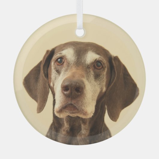 ドイツの短いポインタのクリスマス ガラスオーナメント (正面)