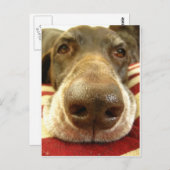 ドイツの短いポインタの鼻 ポストカード (正面/裏面)