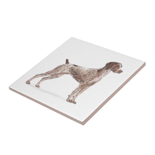 ドイツの短いポインタ タイル (側面)