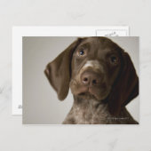 ドイツの短い髪のポインターの子犬 ポストカード (正面/裏面)
