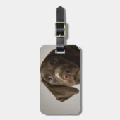 ドイツの短い髪のポインターの子犬 ラゲッジタグ (正面縦)