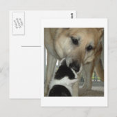 ドイツの羊飼いと子猫の友人 ポストカード (正面/裏面)