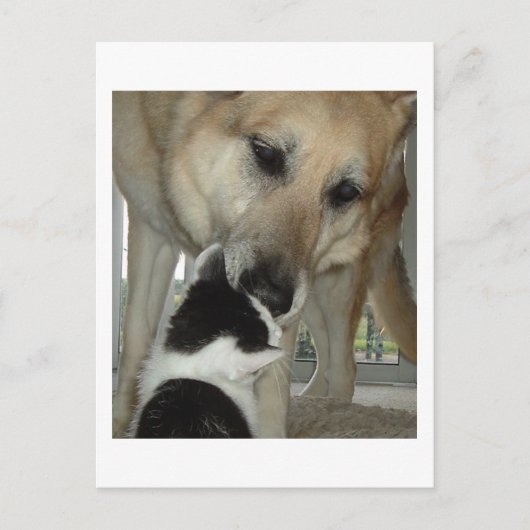 ドイツの羊飼いと子猫の友人 ポストカード (正面)