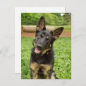 ドイツの羊飼いのポートレート ポストカード (正面/裏面)