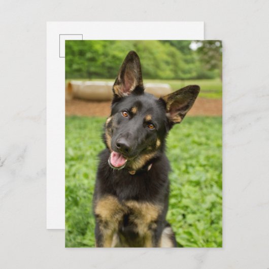 ドイツの羊飼いのポートレート ポストカード (正面/裏面)