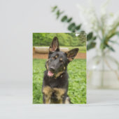 ドイツの羊飼いのポートレート ポストカード (スタンド正面)