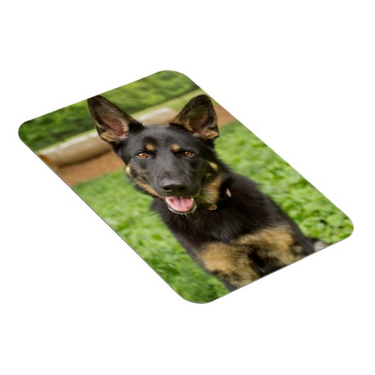 ドイツの羊飼いのポートレート マグネット (右側)