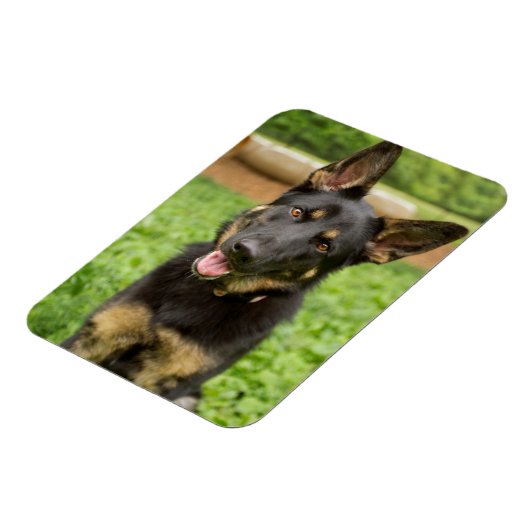 ドイツの羊飼いのポートレート マグネット (左側)