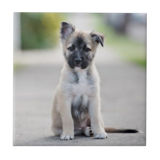 ドイツの羊飼いの子犬が歩道に タイル (正面)