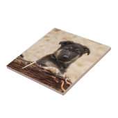 ドイツの羊飼いの子犬が籠に入っている タイル (側面)