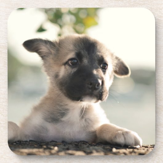 ドイツの羊飼いの子犬のレッジ コースター (正面)