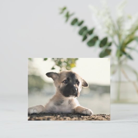 ドイツの羊飼いの子犬のレッジ ポストカード (スタンド正面)