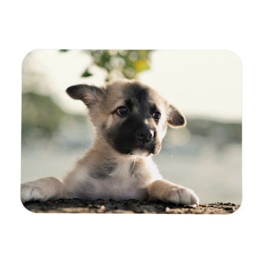 ドイツの羊飼いの子犬のレッジ マグネット (横)
