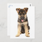 ドイツの羊飼いの子犬空白ののはがき ポストカード (正面/裏面)