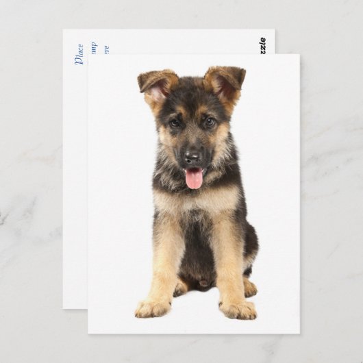 ドイツの羊飼いの子犬空白ののはがき ポストカード (正面/裏面)