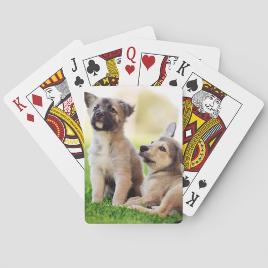 ドイツの羊飼いの子犬2頭 トランプ (裏面)