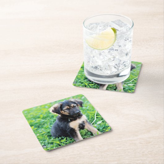 ドイツの羊飼いの子犬 スクエアペーパーコースター (インサイチュ)