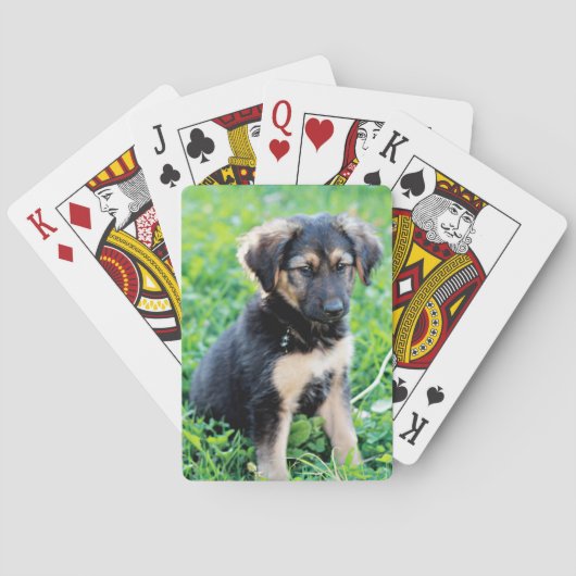 ドイツの羊飼いの子犬 トランプ (裏面)