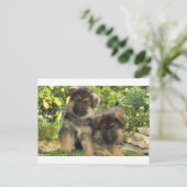 ドイツの羊飼いの子犬 ポストカード (スタンド正面)