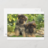 ドイツの羊飼いの子犬 ポストカード (正面/裏面)