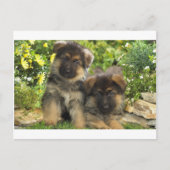 ドイツの羊飼いの子犬 ポストカード (正面)