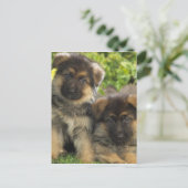 ドイツの羊飼いの子犬 ポストカード (スタンド正面)