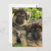 ドイツの羊飼いの子犬 ポストカード (正面/裏面)