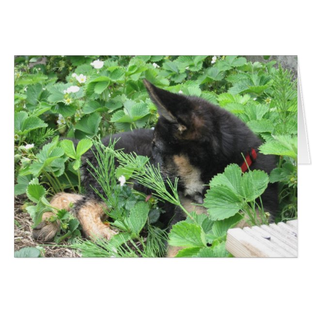 ドイツの羊飼いカード (正面横)