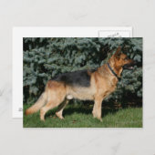 ドイツの羊飼いショースタンド ポストカード (正面/裏面)