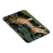 ドイツの羊飼いショースタンド マグネット (右側)