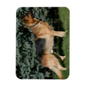 ドイツの羊飼いショースタンド マグネット (縦)