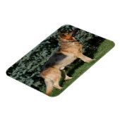 ドイツの羊飼いショースタンド マグネット (左側)