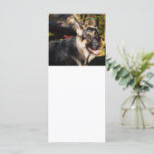 ドイツの羊飼いバイシャーリー・テイラー (スタンド正面)