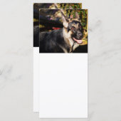 ドイツの羊飼いバイシャーリー・テイラー (正面/裏面)