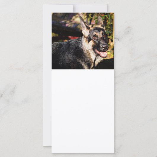 ドイツの羊飼いバイシャーリー・テイラー (正面)