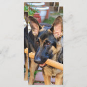 ドイツの羊飼いバイシャーリー・テイラー (正面/裏面)