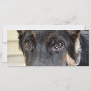 ドイツの羊飼いバイシャーリー・テイラー