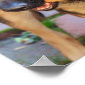 ドイツの羊飼いバイシャーリー・テイラー ポスター (角)