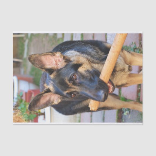 ドイツの羊飼いバイシャーリー・テイラー 薄葉紙 (正面)