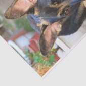 ドイツの羊飼いバイシャーリー・テイラー 薄葉紙 (詳細)