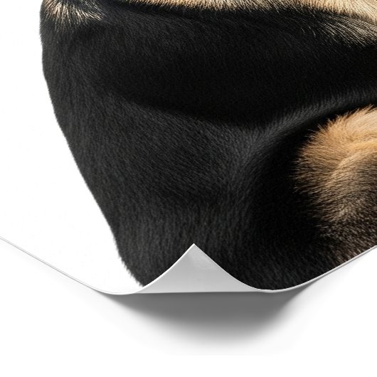 ドイツの羊飼いプロフィール ポスター (角)