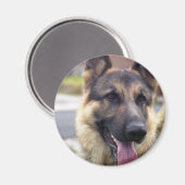 ドイツの羊飼いマグネット写真 マグネット (正面/裏面)