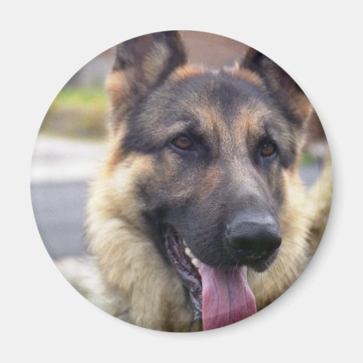 ドイツの羊飼いマグネット写真 マグネット (正面)