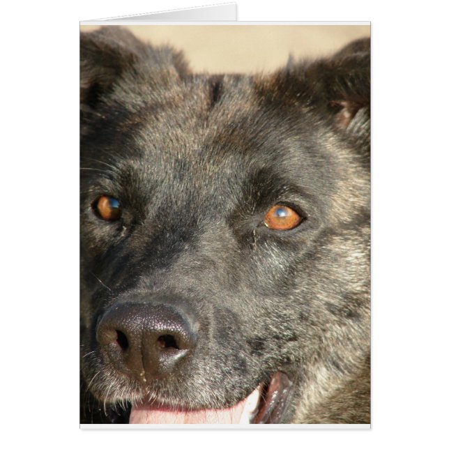 ドイツの羊飼いミックス (正面)