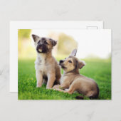 ドイツの羊飼い二匹の子犬 ポストカード (正面/裏面)