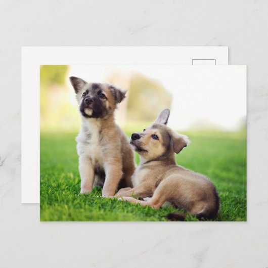 ドイツの羊飼い二匹の子犬 ポストカード (正面/裏面)