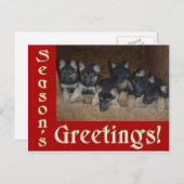 ドイツの羊飼い子犬シーズングリーティングクリスマス シーズンポストカード (正面/裏面)