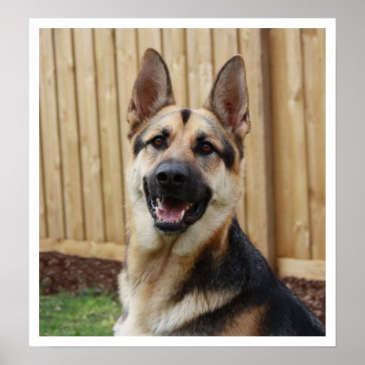 ドイツの羊飼い座り警告 ポスター (正面)