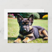 ドイツの羊飼い犬はがき ポストカード (正面/裏面)