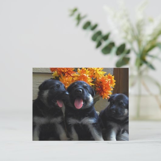 ドイツの羊飼い犬はがき ポストカード (スタンド正面)